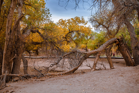 胡杨树胡杨林图片