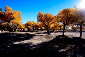 胡杨树胡杨林图片