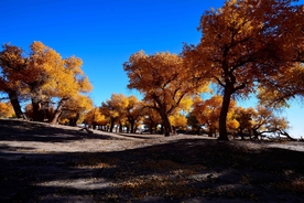 胡杨树胡杨林图片