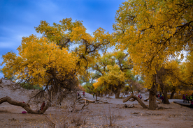 胡杨树胡杨林图片