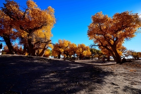 胡杨树胡杨林图片