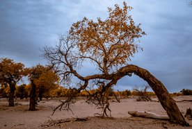 胡杨树胡杨林图片