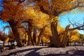 胡杨树胡杨林图片