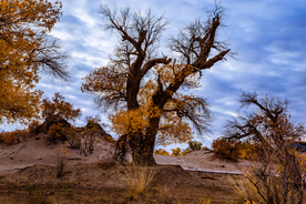胡杨树胡杨林图片