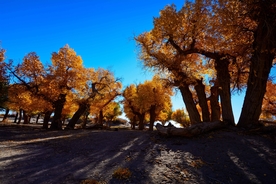 胡杨树胡杨林图片
