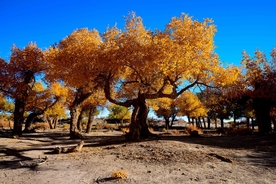 胡杨树胡杨林图片