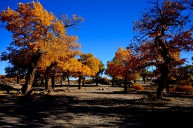 胡杨树胡杨林图片