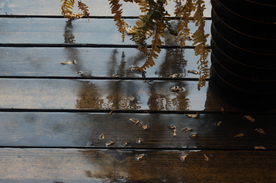 雨中美景水珠积水图片