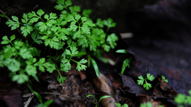 雨中美景水珠积水图片
