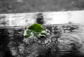 雨中美景水珠积水图片