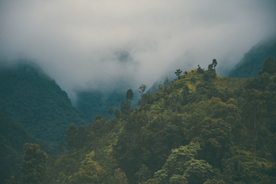山林中的雾气图片