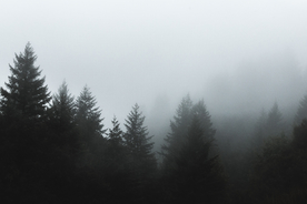 山林中的雾气图片