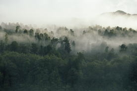山林中的雾气图片