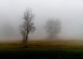 山林中的雾气图片