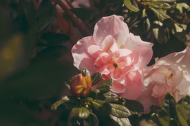 玫瑰花月季花图片