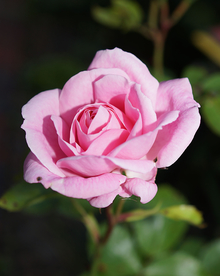 玫瑰花月季花图片