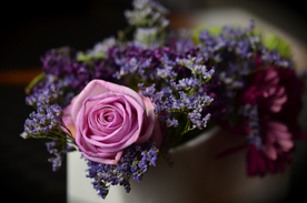 玫瑰花月季花图片