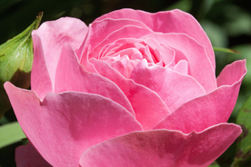 玫瑰花月季花图片