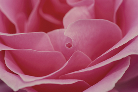 玫瑰花月季花图片