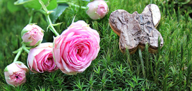 玫瑰花月季花图片