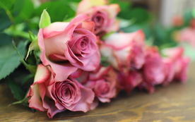 玫瑰花月季花图片