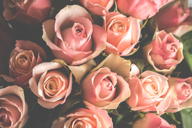 玫瑰花月季花图片