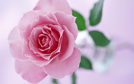 玫瑰花月季花图片