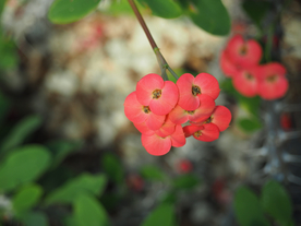 玫瑰花月季花图片