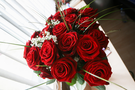 玫瑰花月季花图片