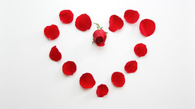 玫瑰花月季花图片