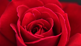 玫瑰花月季花图片