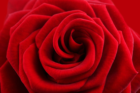 玫瑰花月季花图片