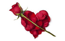 玫瑰花月季花图片