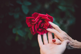 玫瑰花月季花图片