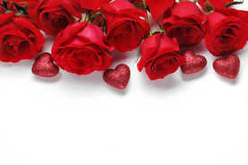 玫瑰花月季花图片