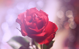 玫瑰花月季花图片