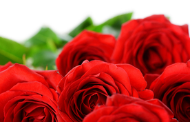 玫瑰花月季花图片