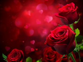 玫瑰花月季花图片