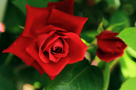 玫瑰花月季花图片