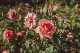 玫瑰花月季花图片