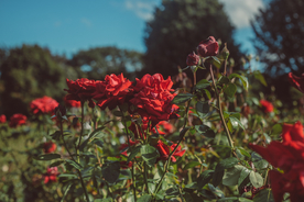 玫瑰花月季花图片