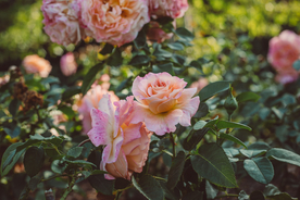 玫瑰花月季花图片