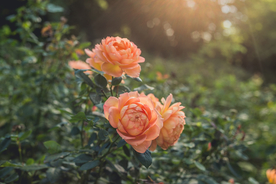 玫瑰花月季花图片