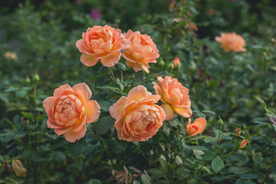 玫瑰花月季花图片