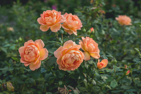 玫瑰花月季花图片