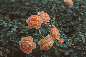 玫瑰花月季花图片