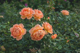 玫瑰花月季花图片