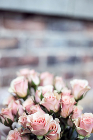 玫瑰花月季花图片