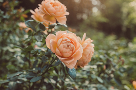 玫瑰花月季花图片