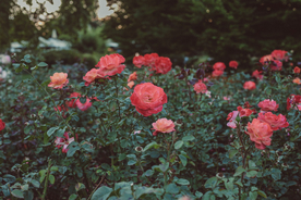 玫瑰花月季花图片